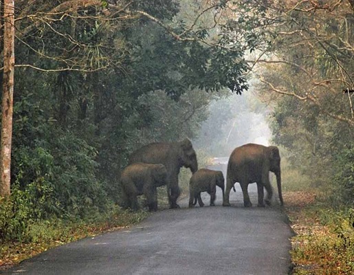 DOOARS+5N+6D+TOUR+PACKAGE