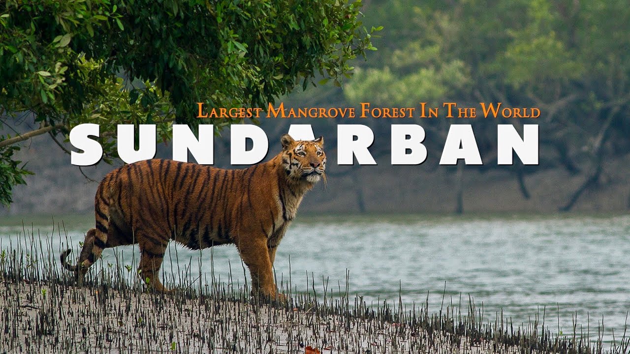 AMEZING SUNDARBAN TOUR 2N3D